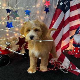 Cockapoo