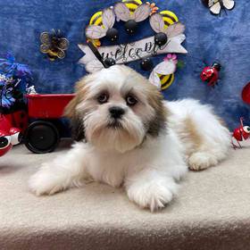 Lhasa Apso