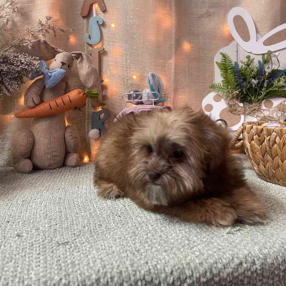 carousel pet images