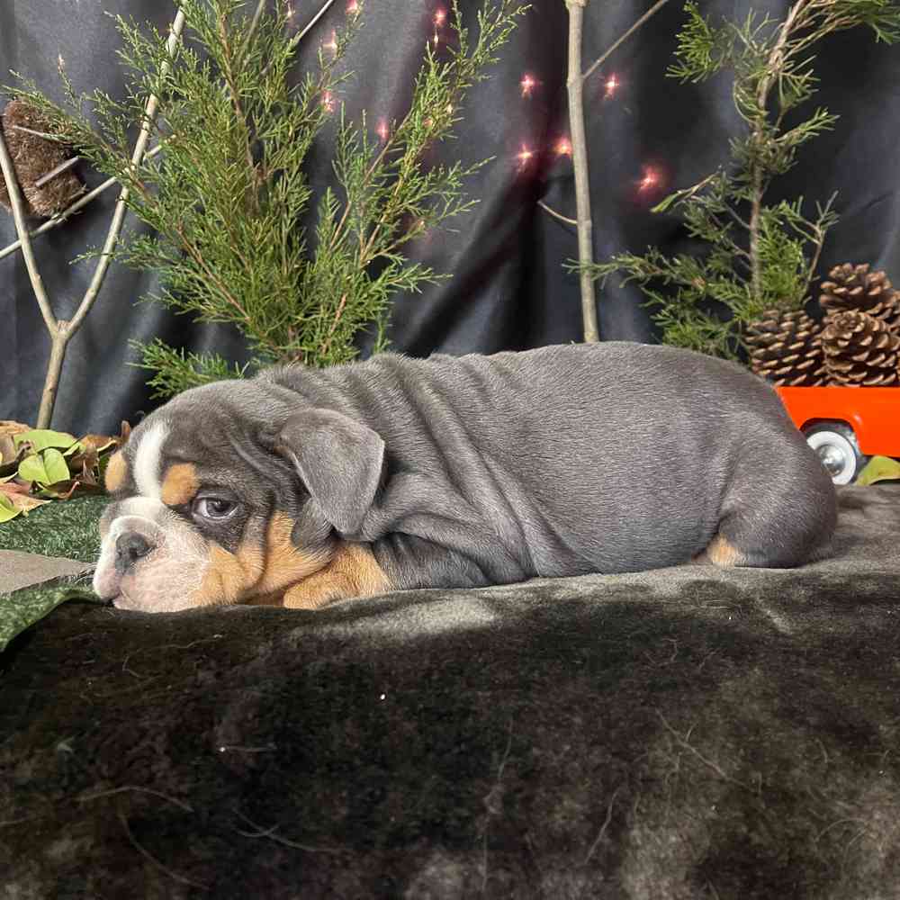 carousel pet images