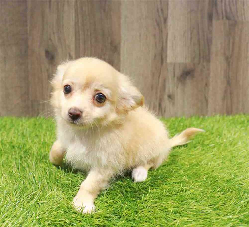 Image of a pet breed in the gallery