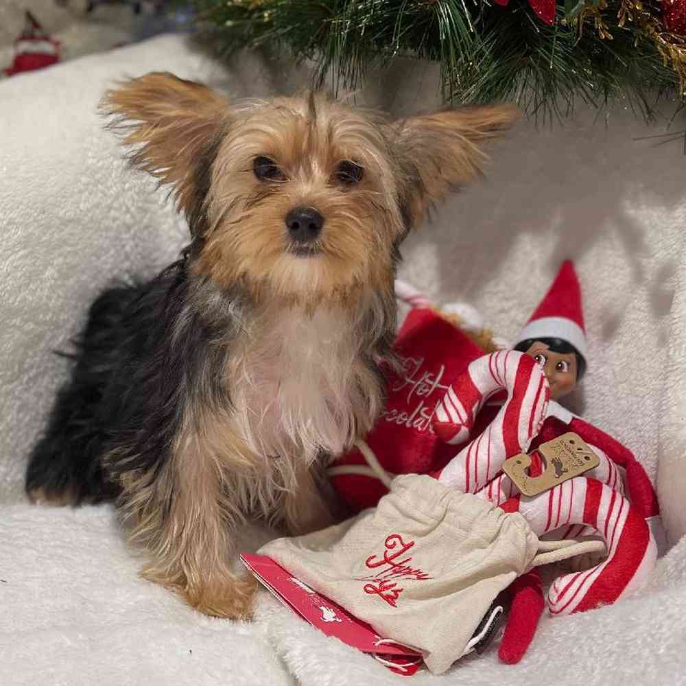 carousel pet images