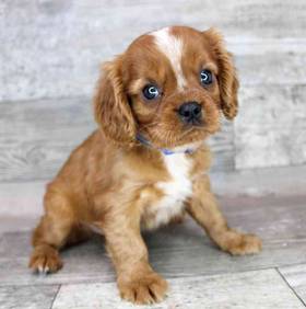 Cavalier King Charles Spaniel