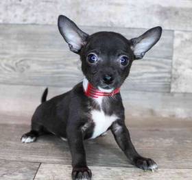 Chihuahua