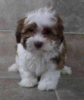 Havanese