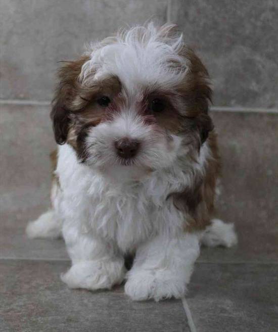 Havanese