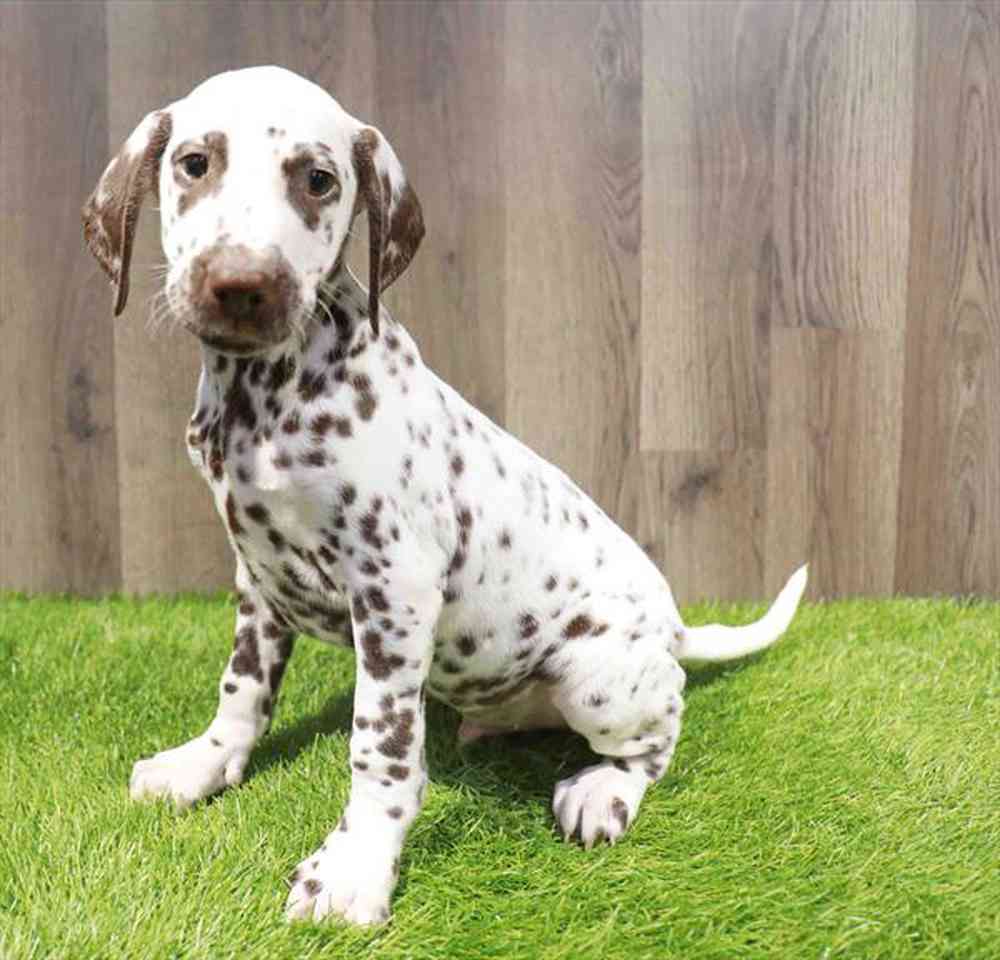Image of a pet breed in the gallery