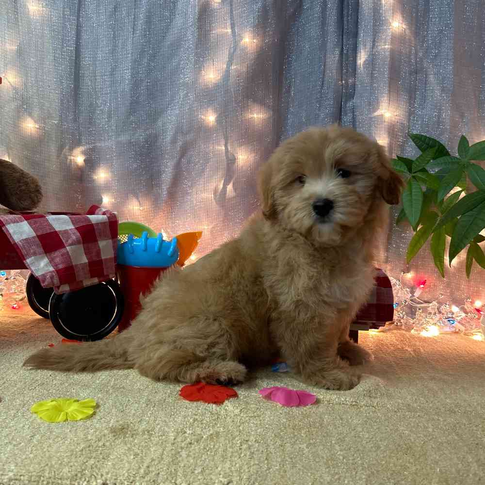 carousel pet images