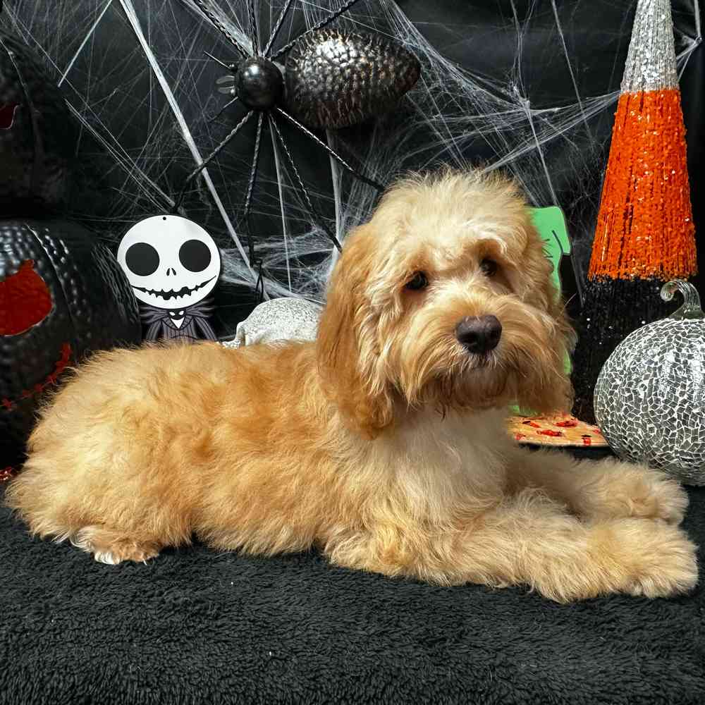 carousel pet images