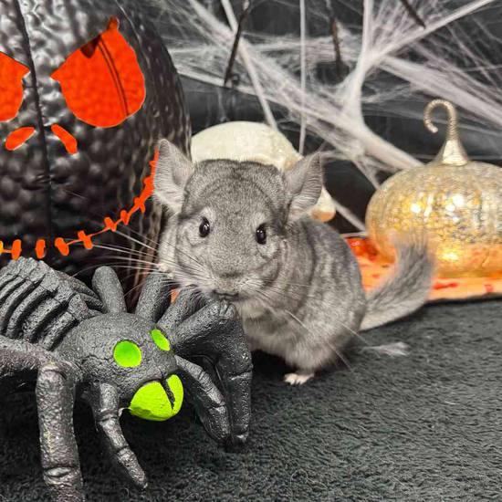 Chinchilla