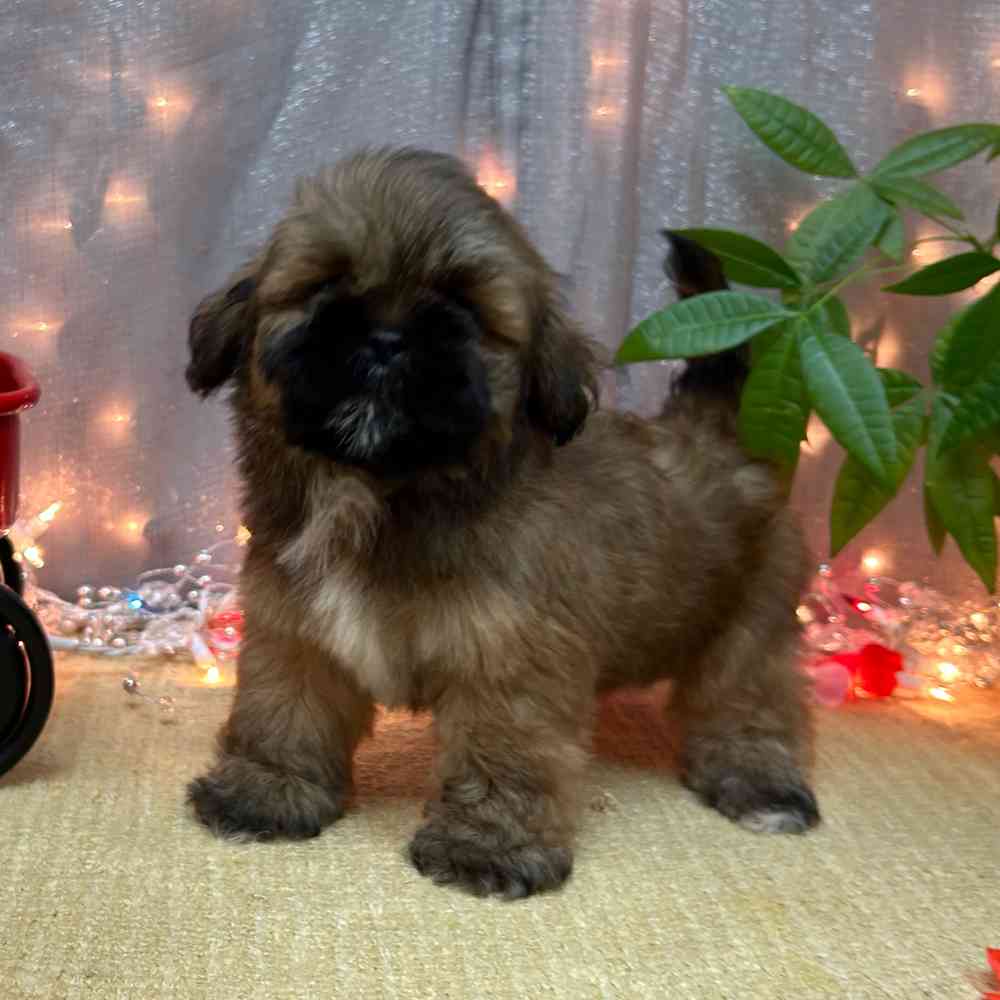 carousel pet images