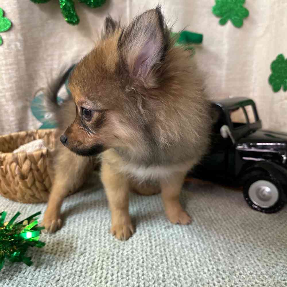 carousel pet images