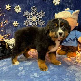 Bernese Mountain Dog