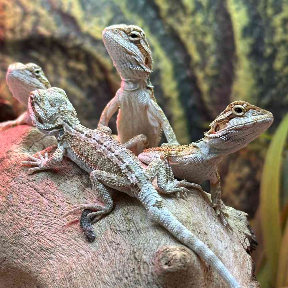 carousel pet images