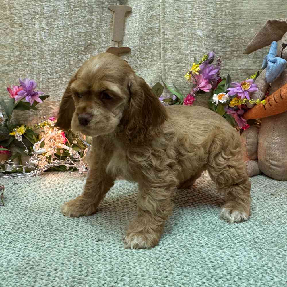 carousel pet images