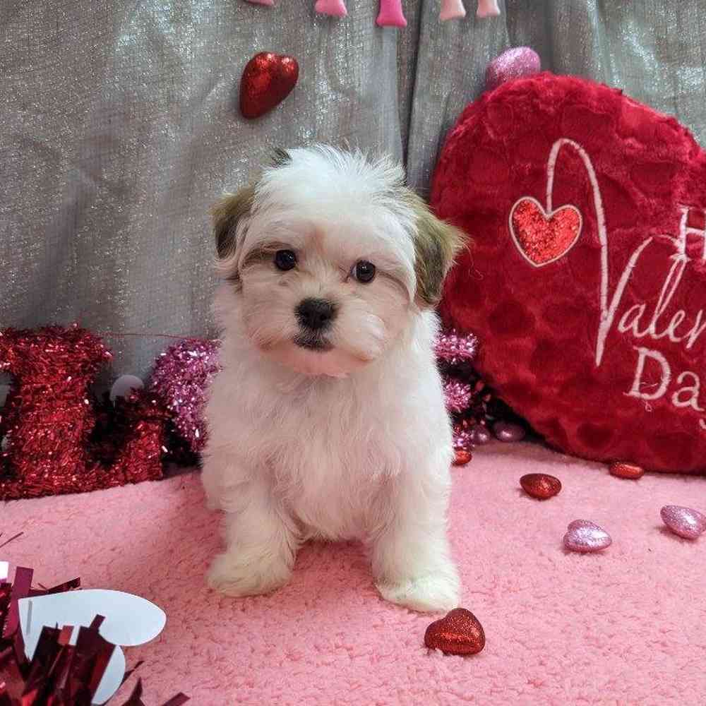 carousel pet images