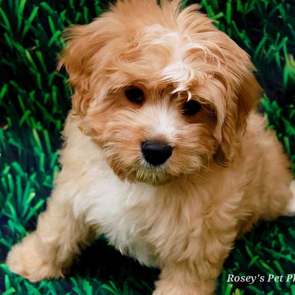 carousel pet images