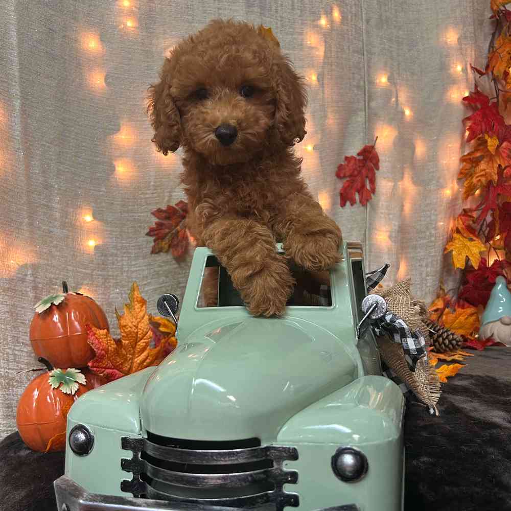 carousel pet images