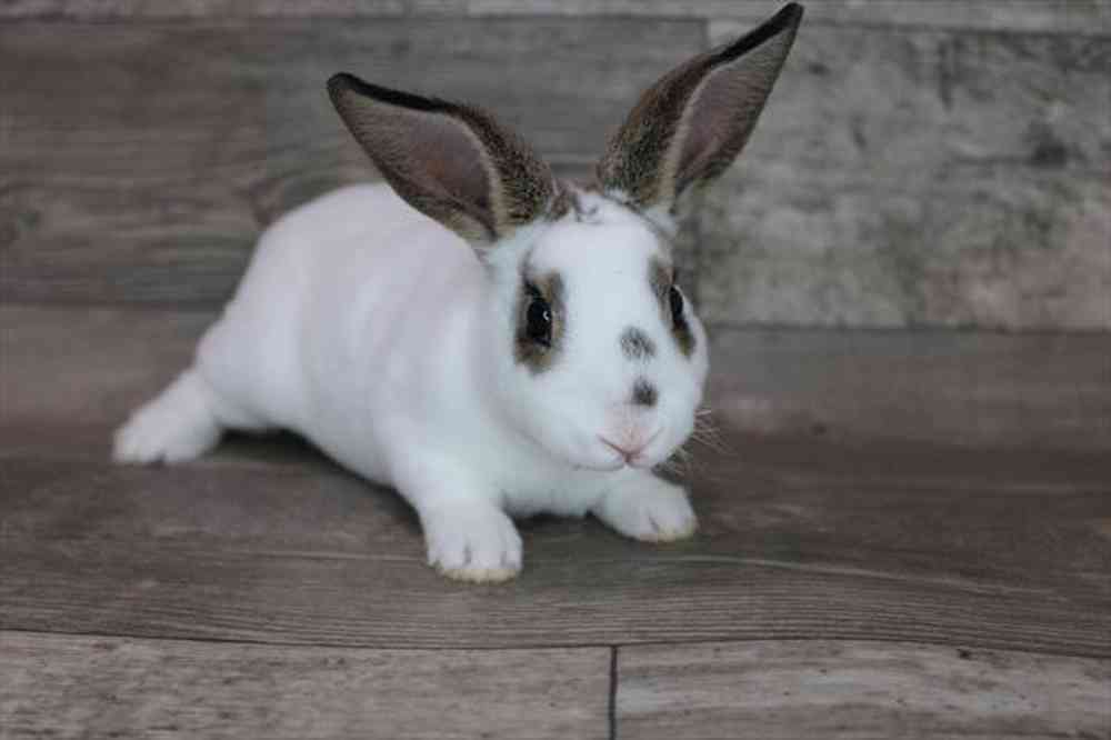 Small Animal