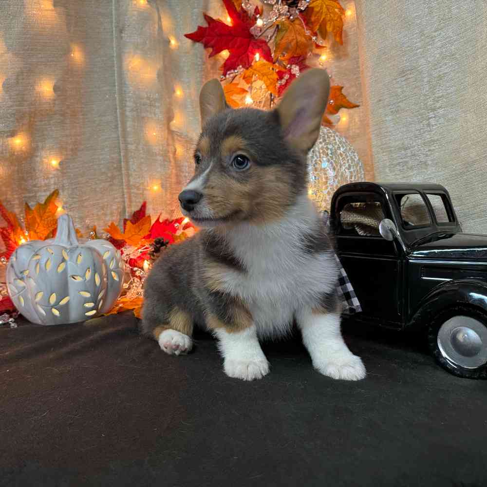 carousel pet images