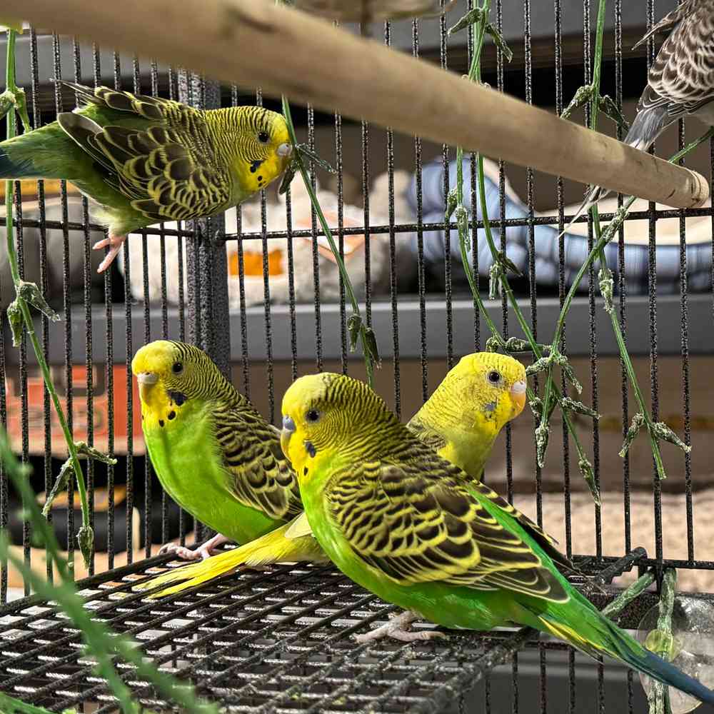 carousel pet images