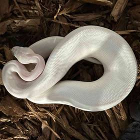 Blue Eyed Leucistic Ball Python