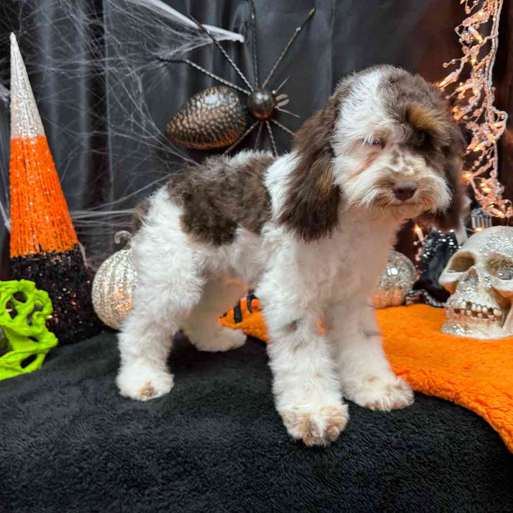 carousel pet images
