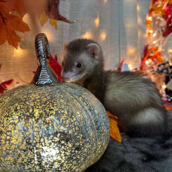 Small Animal for Sale Pets Plus Stafford