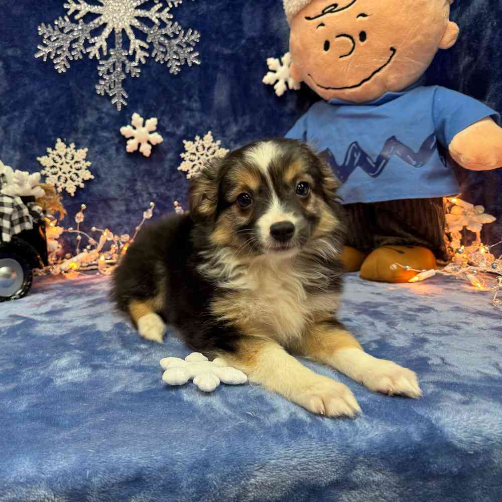 carousel pet images