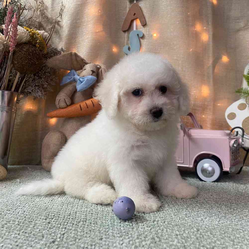 carousel pet images