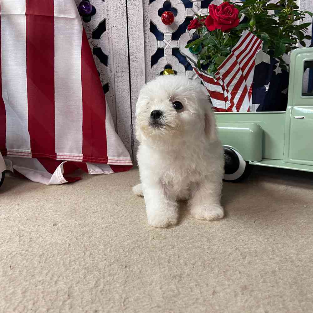 carousel pet images