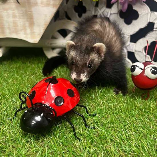 Ferret