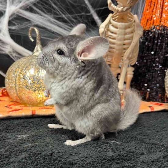 Chinchilla