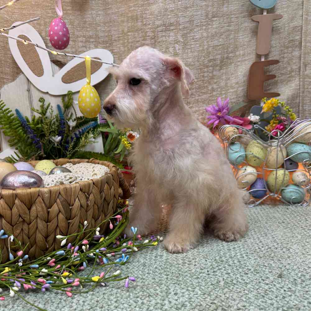 carousel pet images