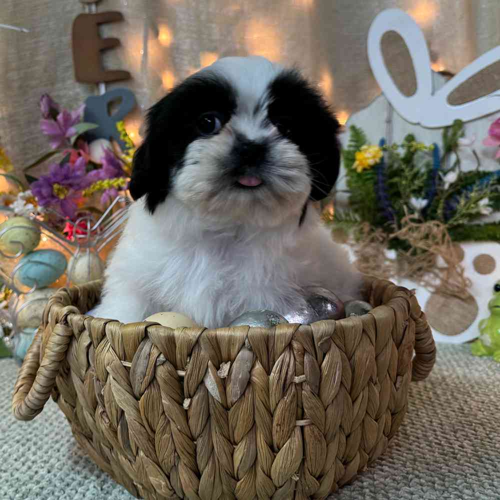 carousel pet images