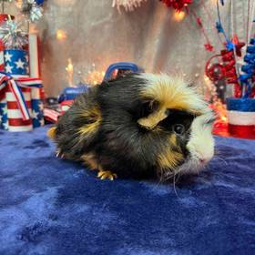 Adoption Guinea Pig