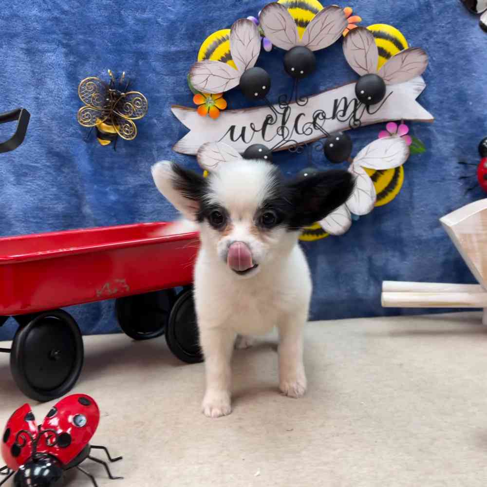 carousel pet images