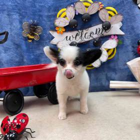 Papillon