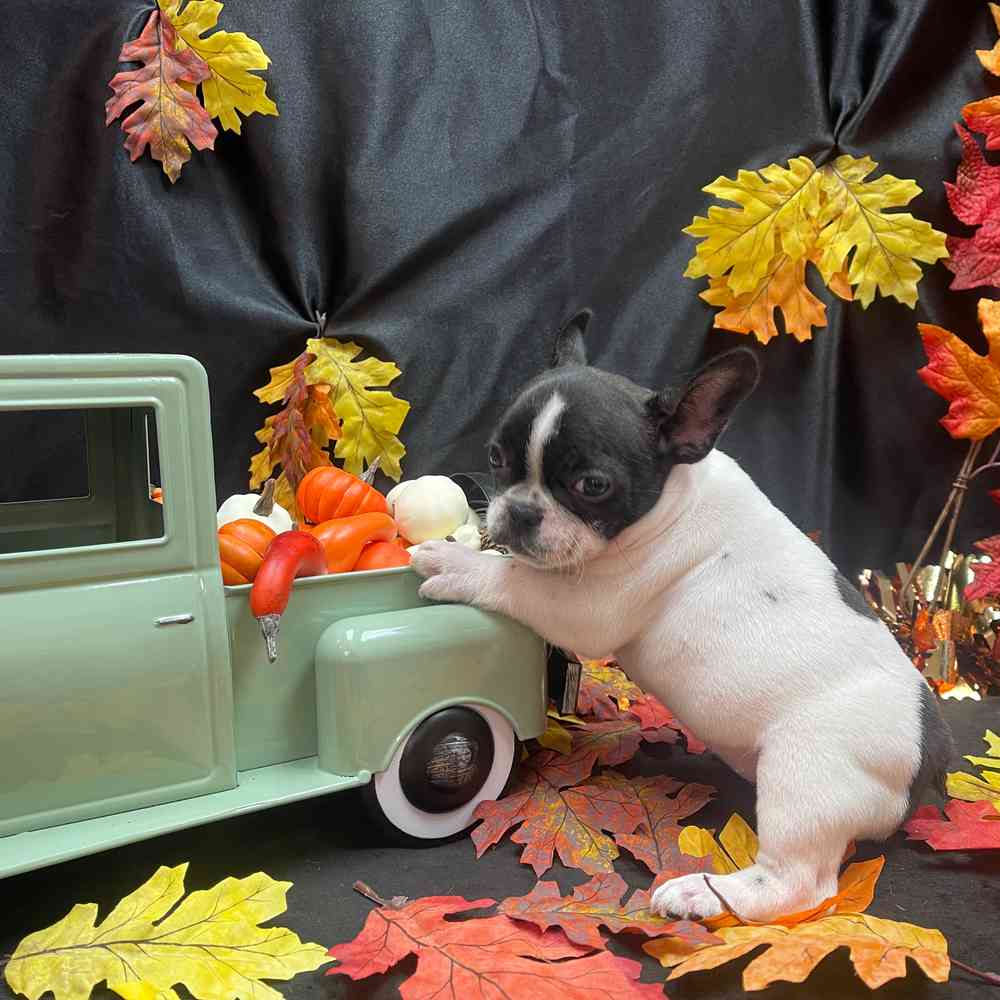 carousel pet images
