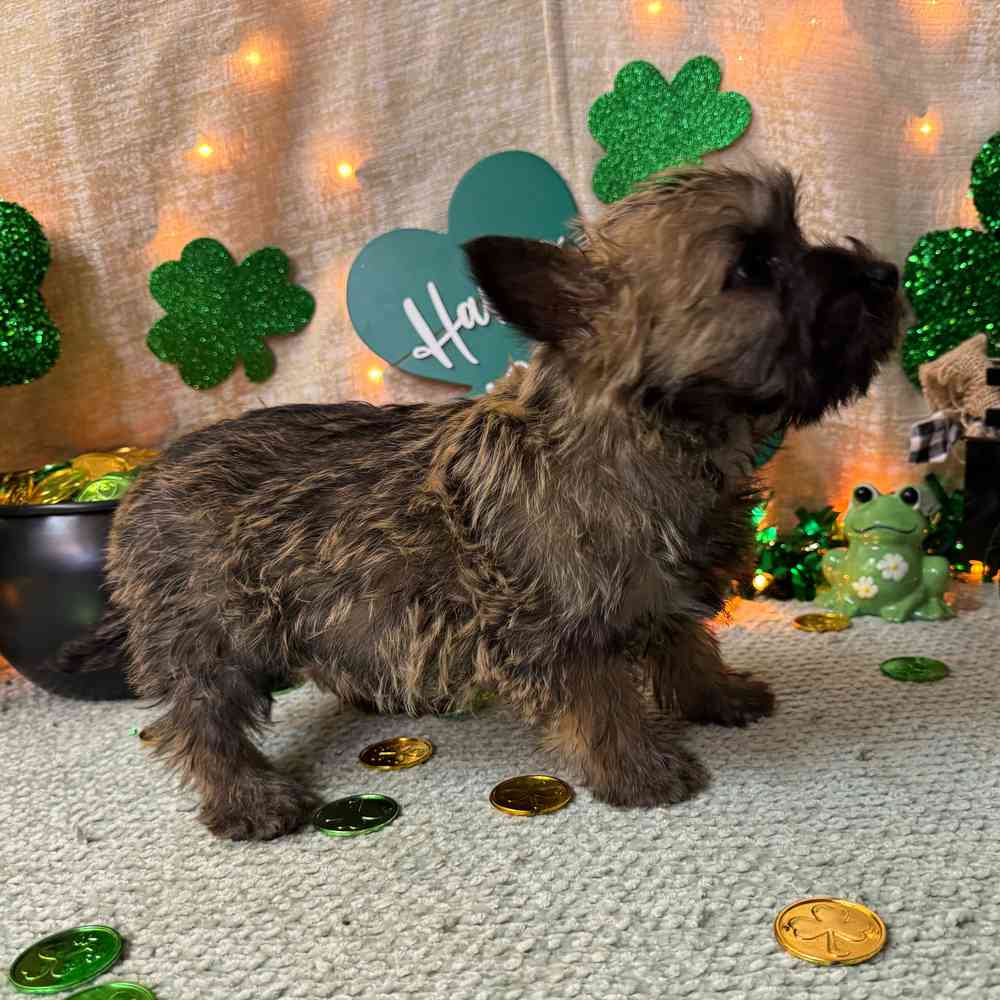 carousel pet images