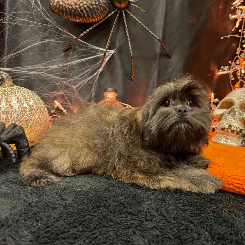 carousel pet images