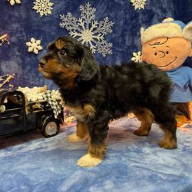 Aussiedoodle