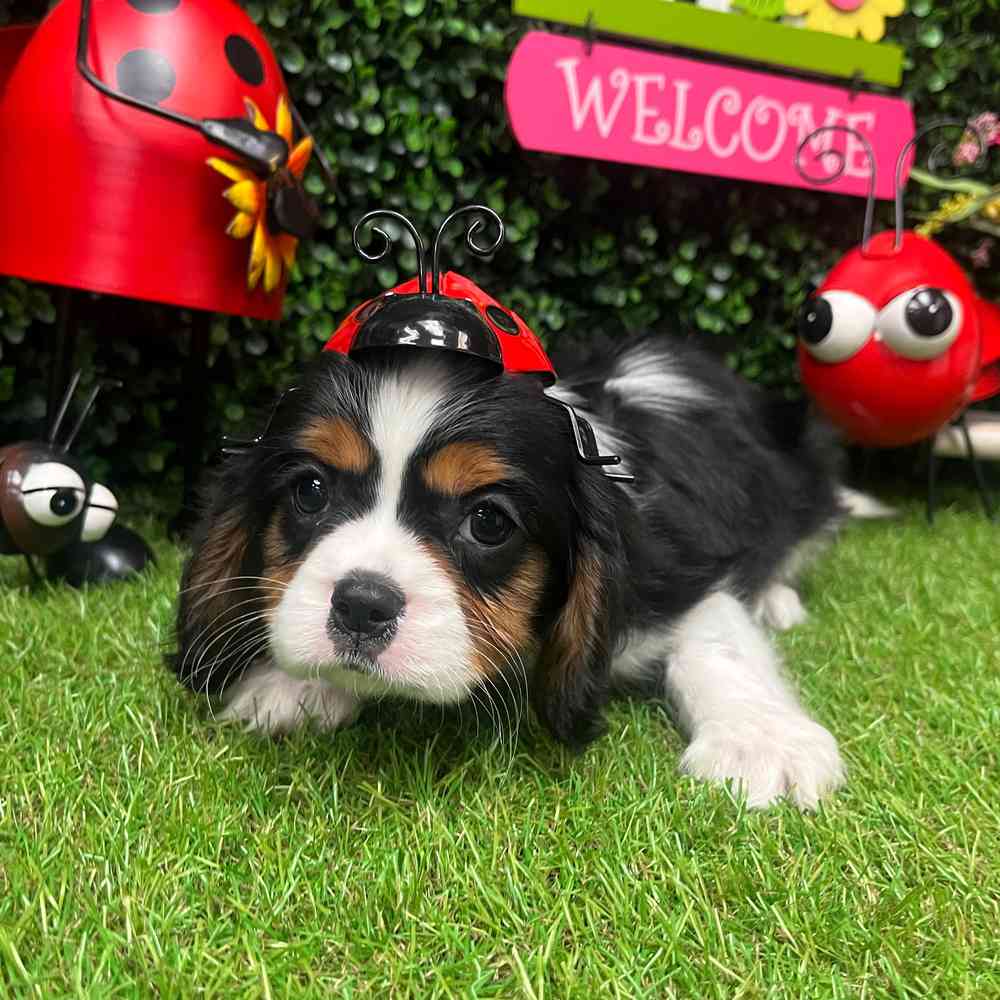 carousel pet images
