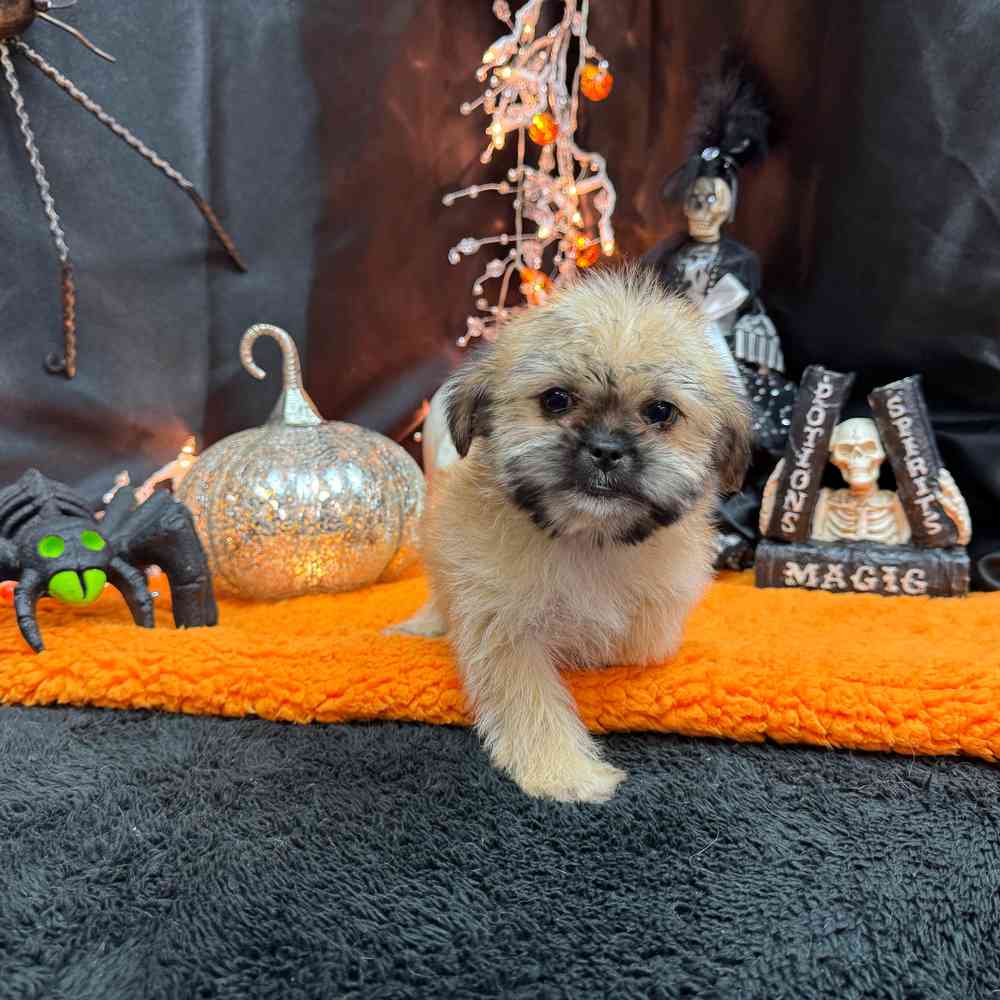 carousel pet images