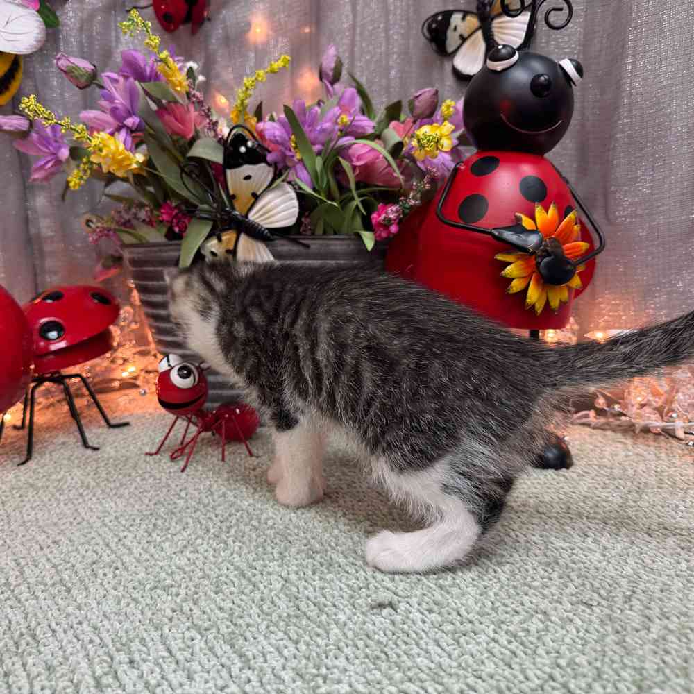 carousel pet images
