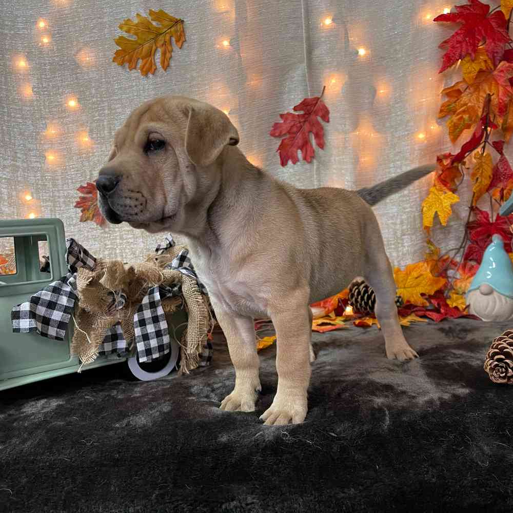 carousel pet images
