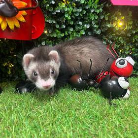 Ferret