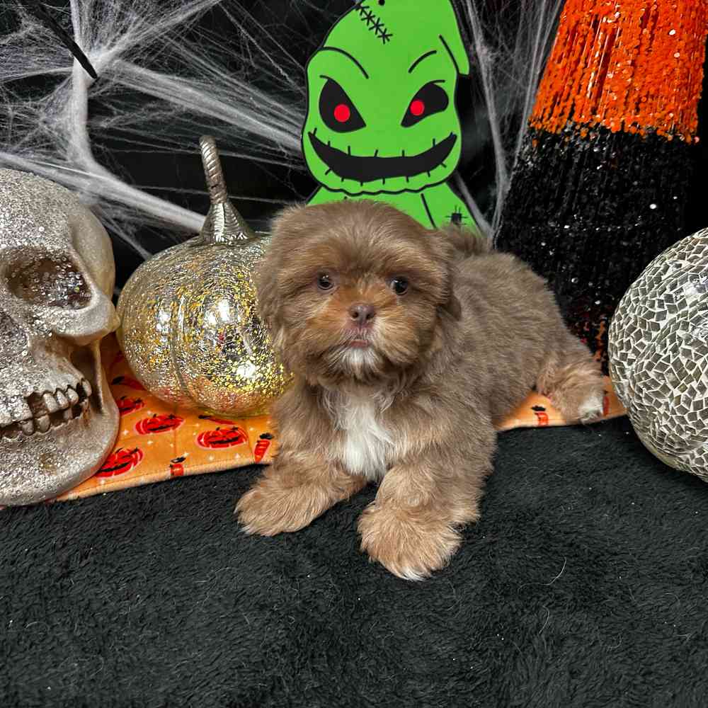 carousel pet images