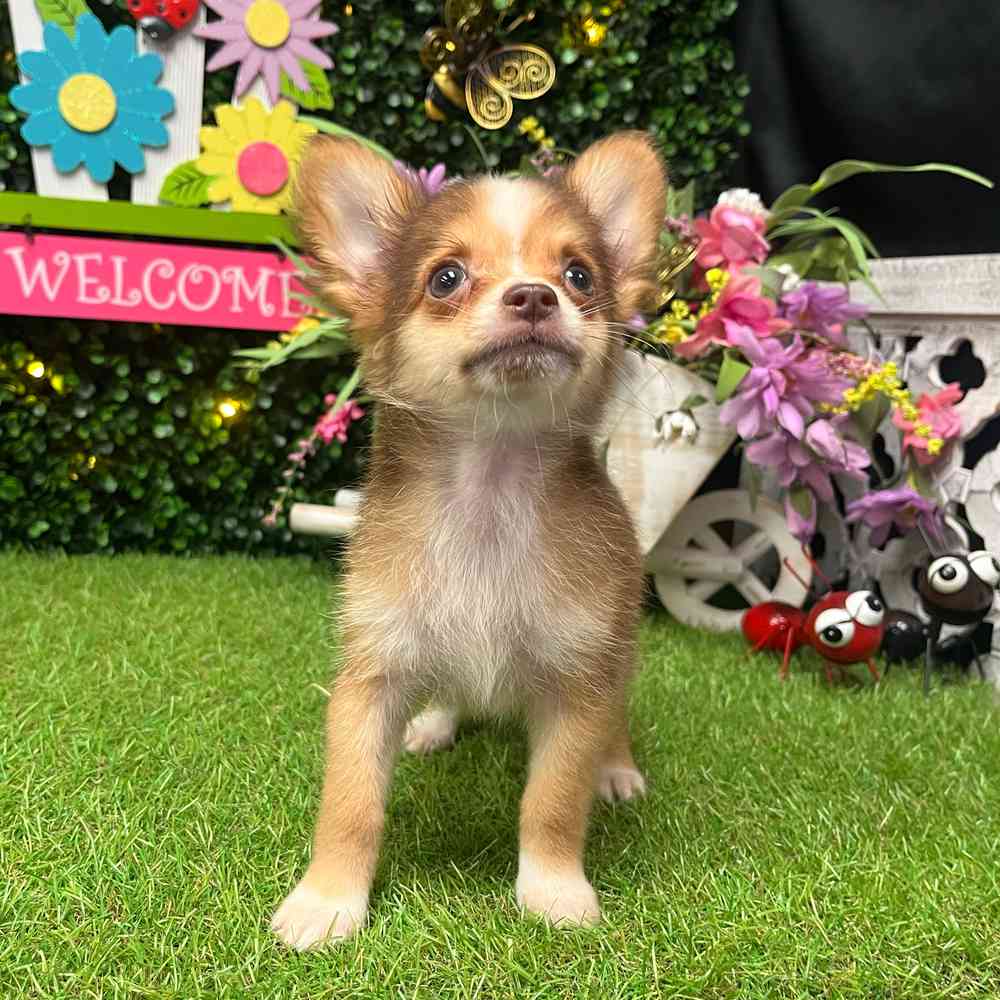 carousel pet images