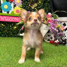 Chihuahua